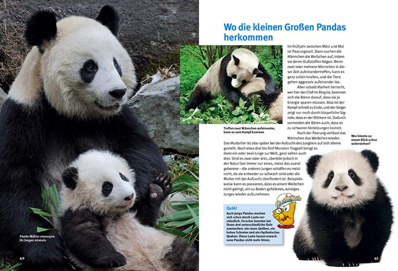 Entdecke die Pandas